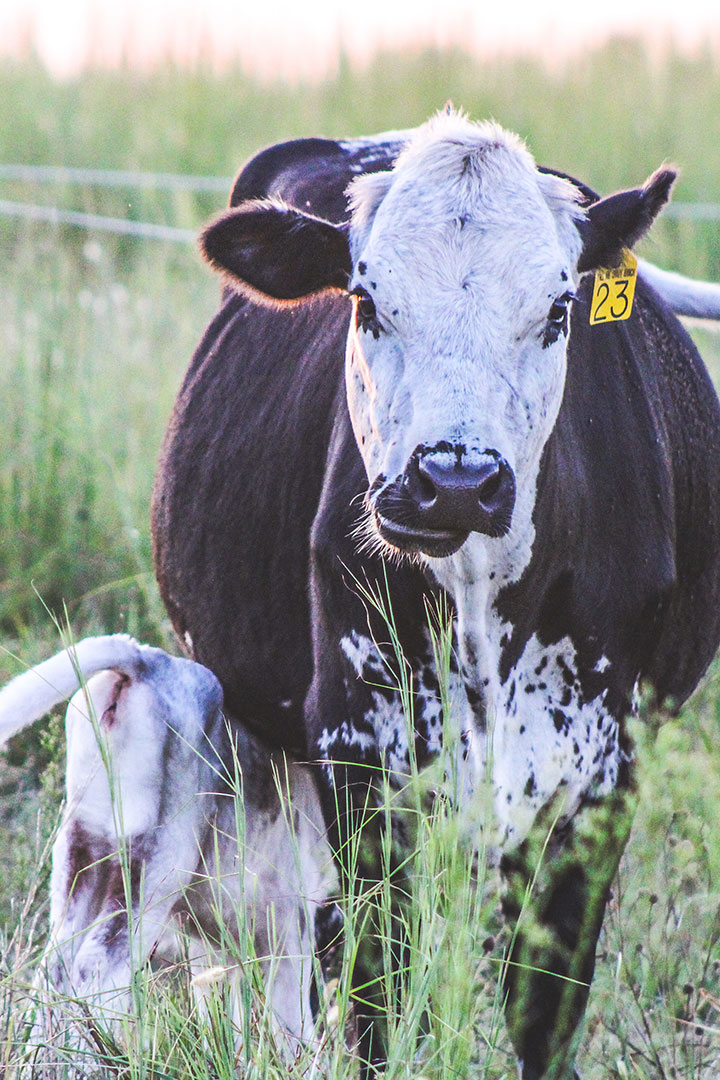 Oklahoma Regenerative Ranch How We Source 3