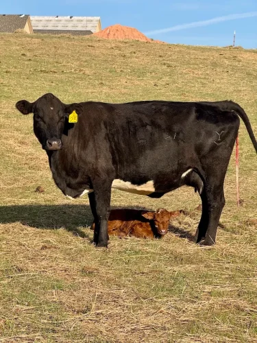 Oklahoma-Grassfed-Beef-8-19-26-24