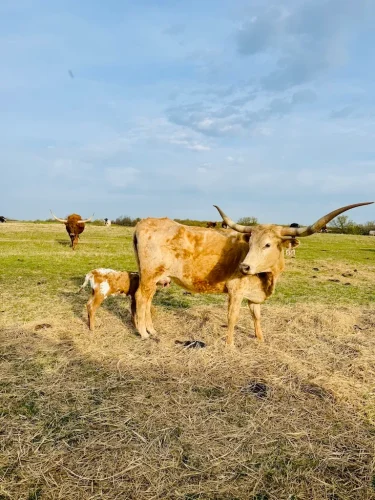 Oklahoma-Grassfed-Beef-8-19-26-25