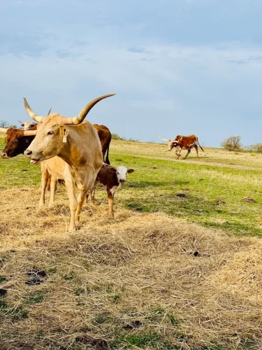 Oklahoma-Grassfed-Beef-8-19-26-26