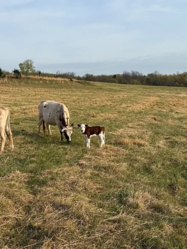 Oklahoma-Grassfed-Beef-8-19-26-28