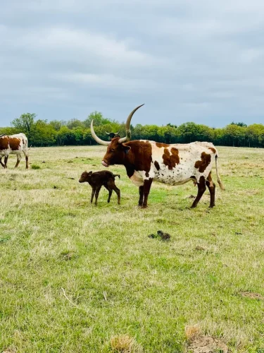 Oklahoma-Grassfed-Beef-8-19-26-35