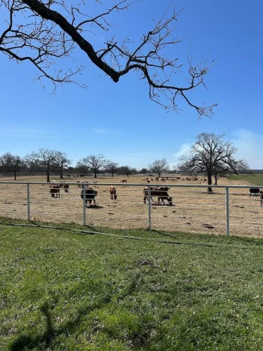Oklahoma-Grassfed-Beef-8-19-26-41