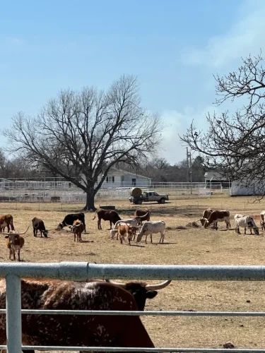 Oklahoma-Grassfed-Beef-8-19-26-42