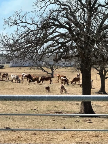 Oklahoma-Grassfed-Beef-8-19-26-43