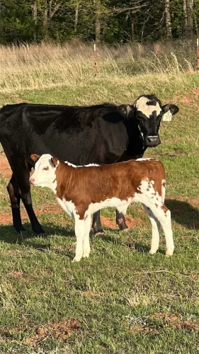 Oklahoma-Grassfed-Beef-8-19-26-49
