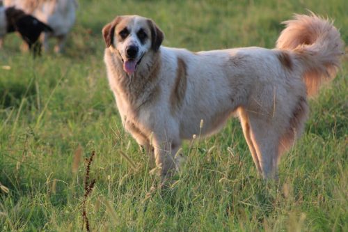 Oklahoma-Regenerative-Ranch-Guard-dog-1