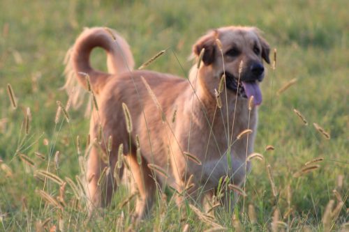 Oklahoma-Regenerative-Ranch-Guard-dog-2