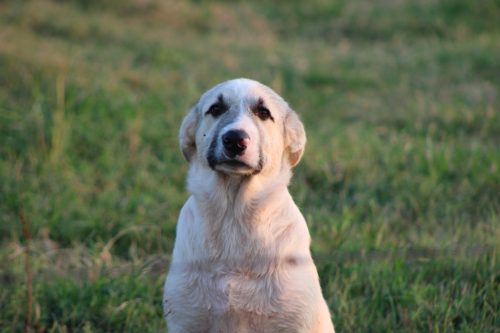 Oklahoma-Regenerative-Ranch-Guard-dog-3