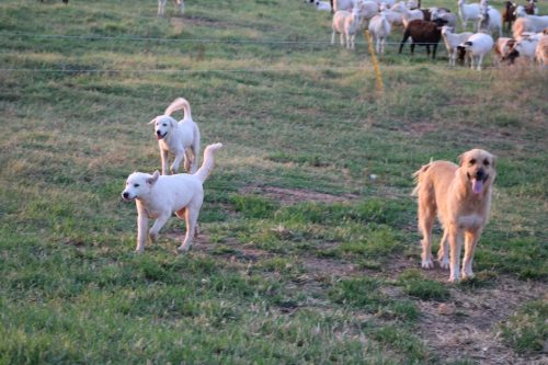 Oklahoma-Regenerative-Ranch-Guard-dog-4