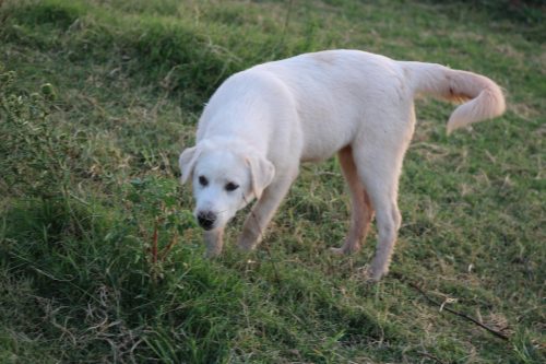 Oklahoma-Regenerative-Ranch-Guard-dog-5