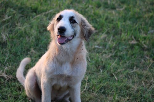 Oklahoma-Regenerative-Ranch-Guard-dog-6