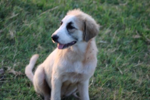 Oklahoma-Regenerative-Ranch-Guard-dog-7