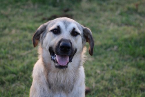Oklahoma-Regenerative-Ranch-Guard-dog-8