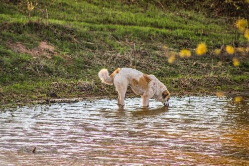 oklahoma-regenerative-ranch-gallery-10