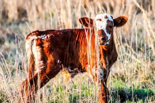 oklahoma-regenerative-ranch-gallery-13