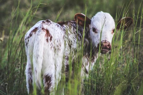 oklahoma-regenerative-ranch-gallery-16