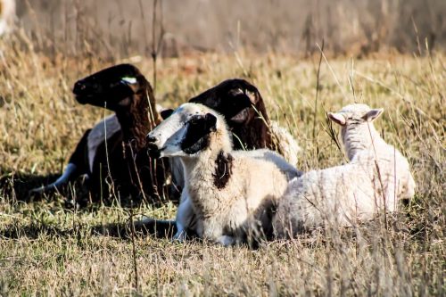 oklahoma-regenerative-ranch-gallery-17