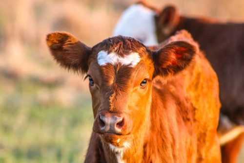 oklahoma-regenerative-ranch-gallery-18