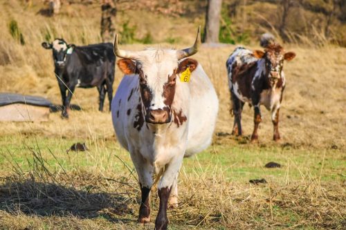 oklahoma-regenerative-ranch-gallery-2