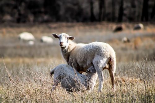 oklahoma-regenerative-ranch-gallery-21