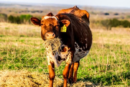 oklahoma-regenerative-ranch-gallery-28