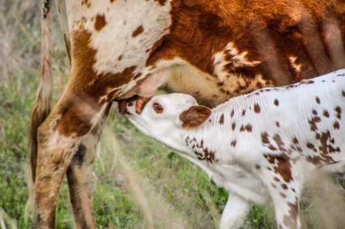 oklahoma-regenerative-ranch-gallery-30