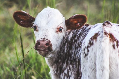 oklahoma-regenerative-ranch-gallery-31