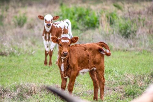oklahoma-regenerative-ranch-gallery-33