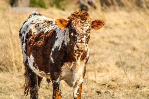 oklahoma-regenerative-ranch-gallery-34