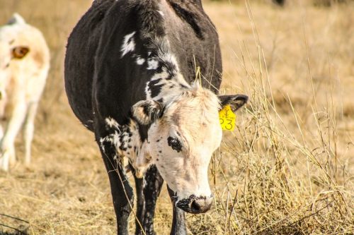 oklahoma-regenerative-ranch-gallery-35