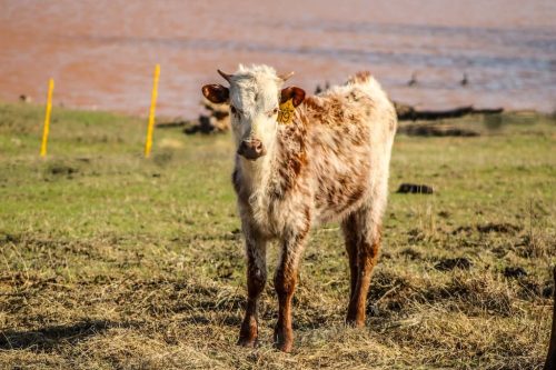 oklahoma-regenerative-ranch-gallery-36