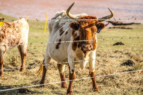 oklahoma-regenerative-ranch-gallery-37