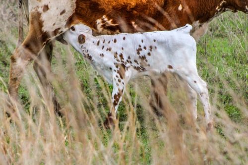 oklahoma-regenerative-ranch-gallery-39