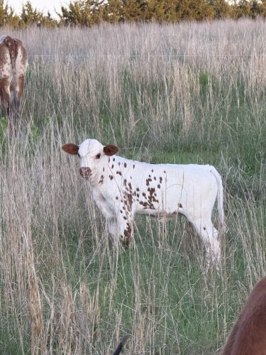 oklahoma-regenerative-ranch-gallery-40