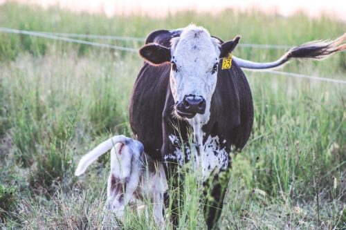 oklahoma-regenerative-ranch-gallery-5