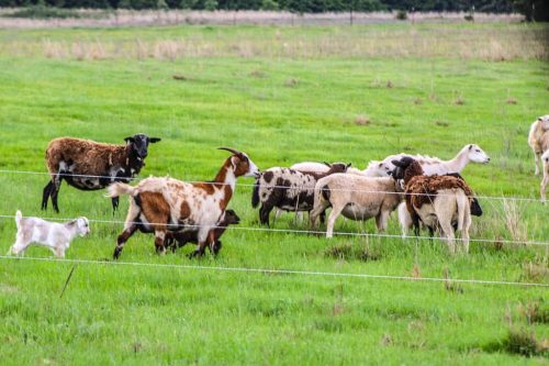 oklahoma-regenerative-ranch-gallery-7